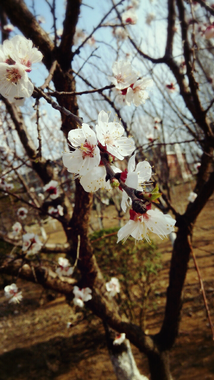 学校里不知名的花树