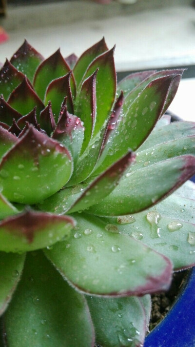 无惧风雨，高傲自绽。 ❤