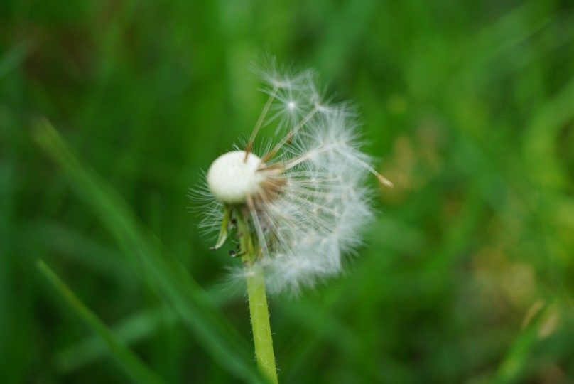 蒲公英 【菜菜】