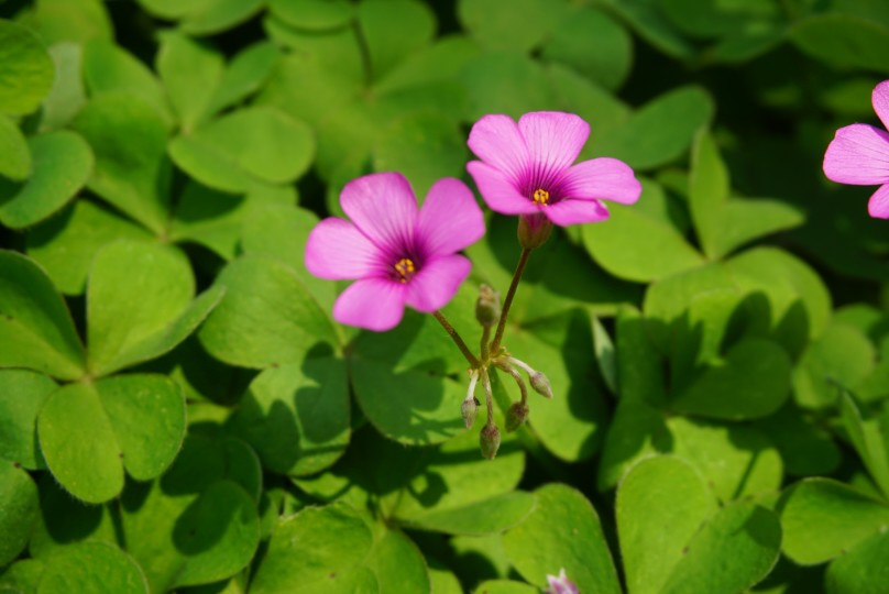 花 【菜菜】