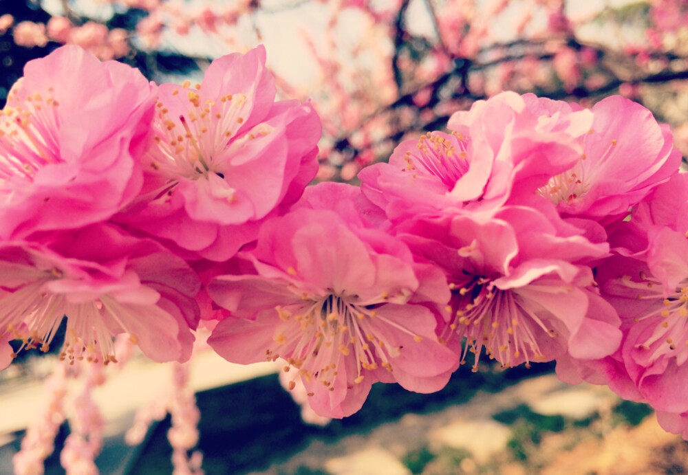 flower and plants