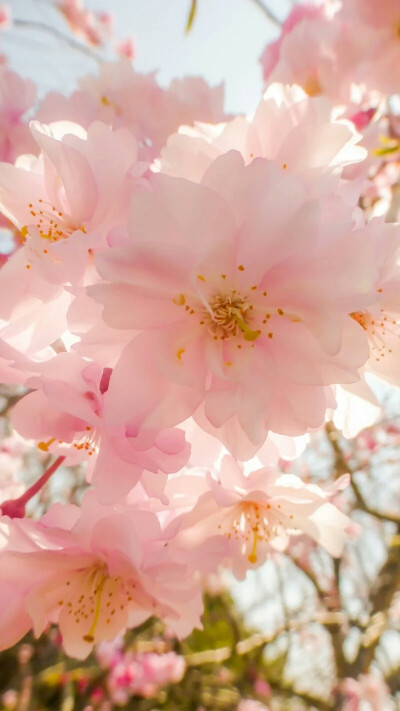 花开暮春，恋春，却又留不住春，只好衰于立夏。