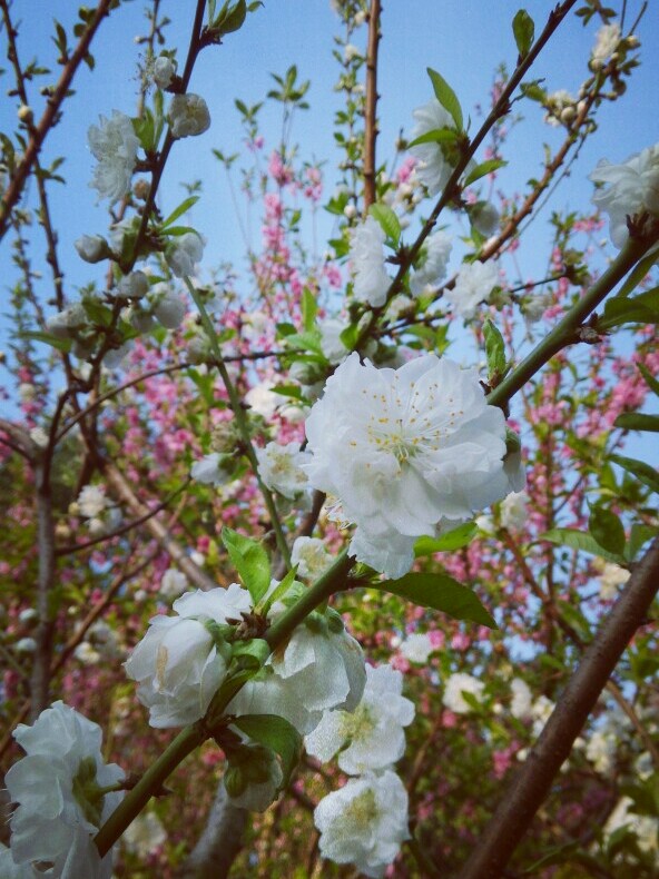 十里桃花同伴你。 ❤