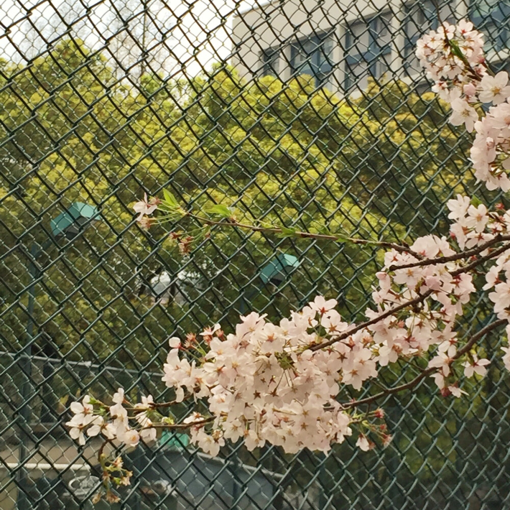 櫻花