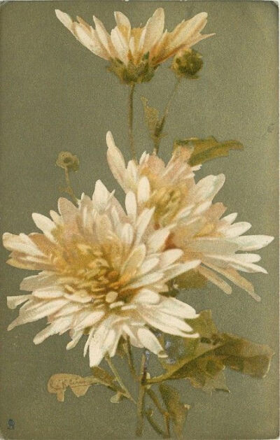 White chrysanthemums ~ by Catherine Klein