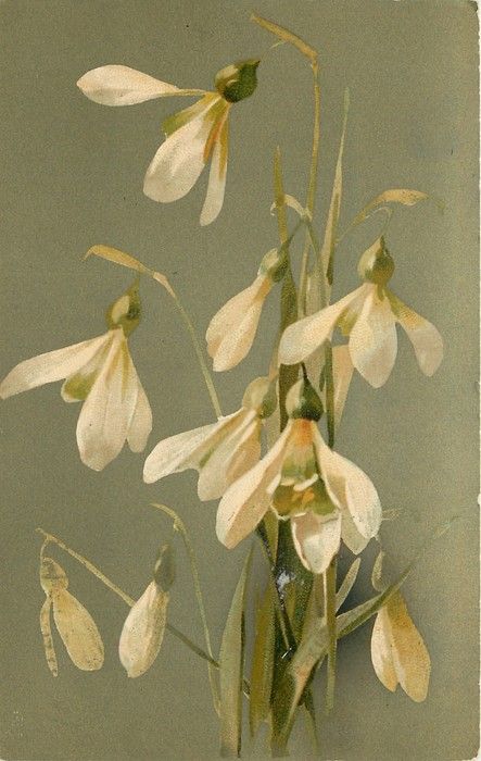 Snowdrops by Catherine Klein ~ 1907.