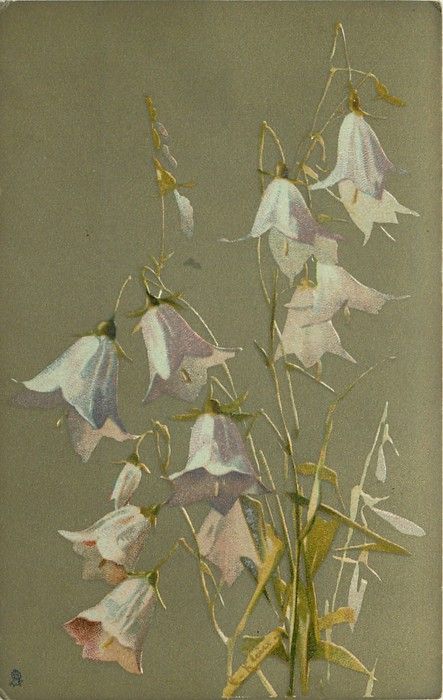 Hare-bells by Catherine Klein ~ 1907.