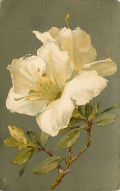 White azaleas by Catherine Klein ~ 1907.