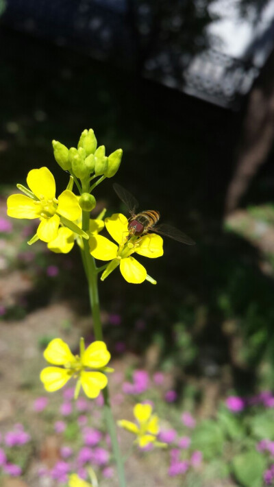 花儿