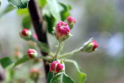 小花