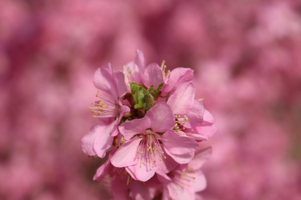 花海