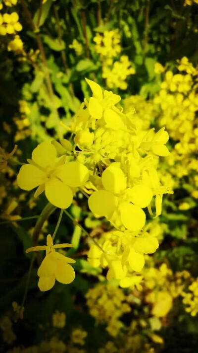 油菜花