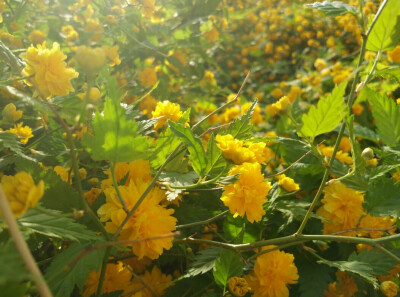 别称：棣棠、地棠、蜂棠花、黄度梅、金棣棠梅、黄榆梅 界：植物界 门：被子植物门 纲：双子叶植物纲 亚纲：原始花被亚纲 目：蔷薇目 科：蔷薇科 亚科：蔷薇亚科 属：棣棠花属 种：棣棠花