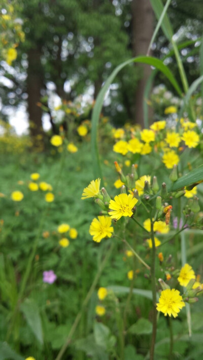 苦荬菜