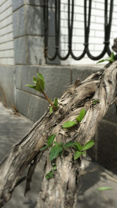 隔壁家围墙上的金银花藤