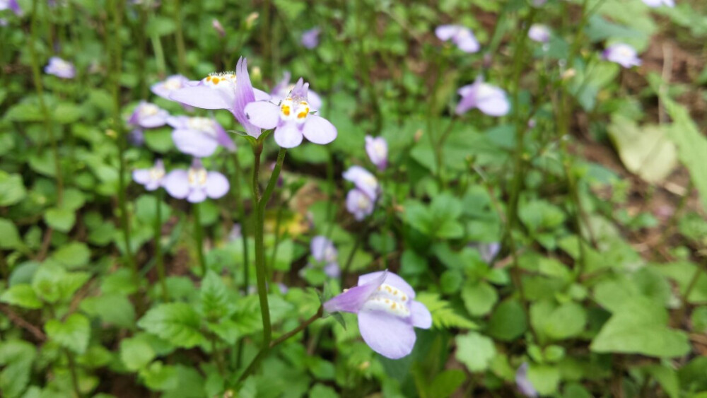 通泉草