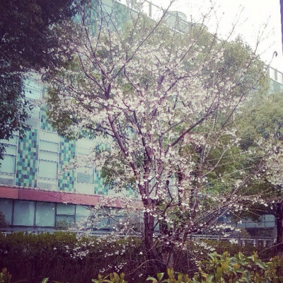 Spring at XJTLU.