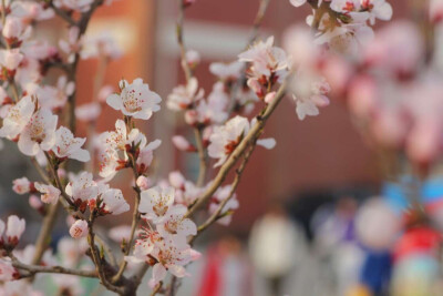 人面桃花三两映