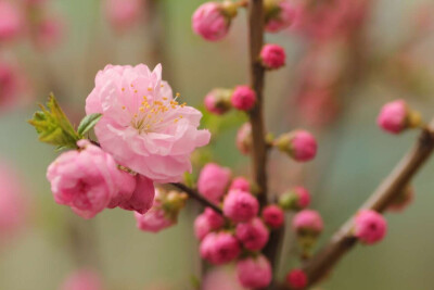 桃花点点在枝头