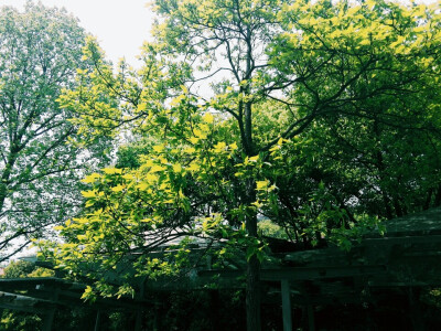 满树阳光