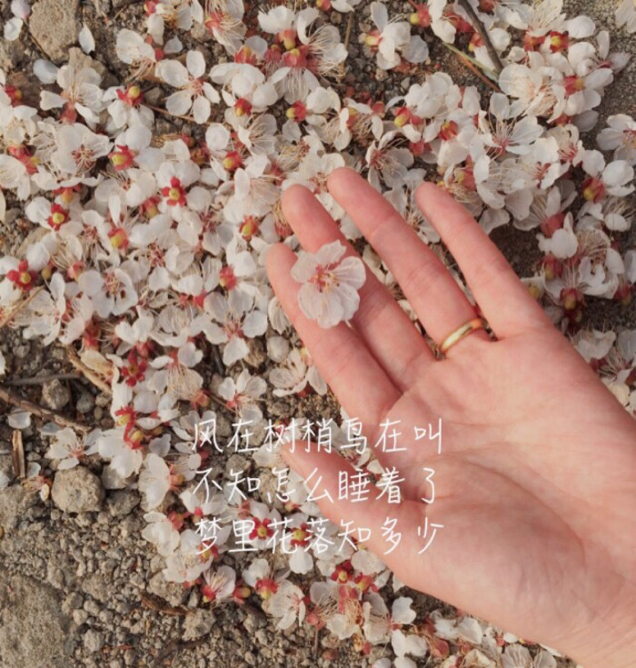 壁纸花朵三毛的文字 梦里花落知多少 堆糖 美图壁纸兴趣社区