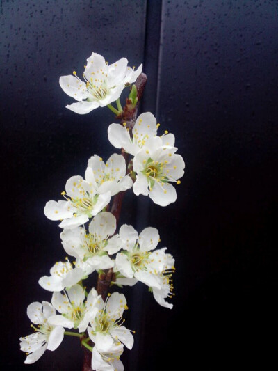 梨花一枝春带雨。