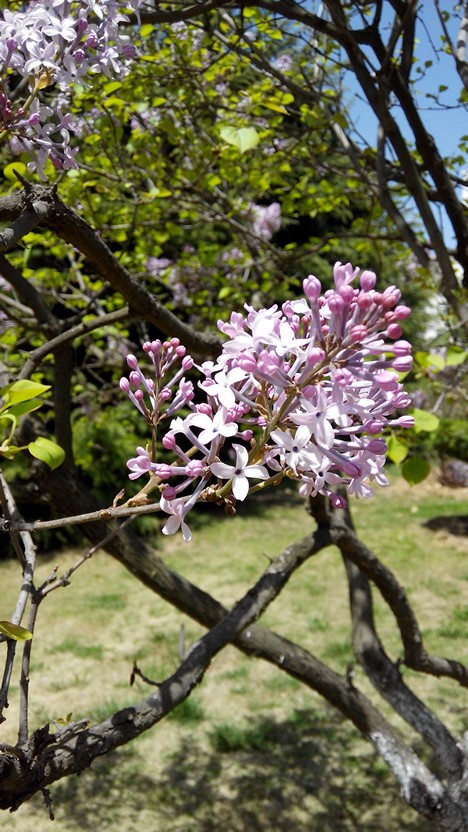 丁香花～