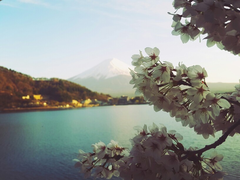 超美富士山壁纸樱花壁纸