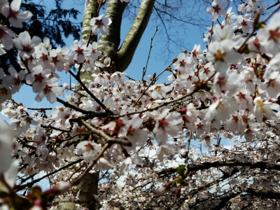 壁纸 樱花白色