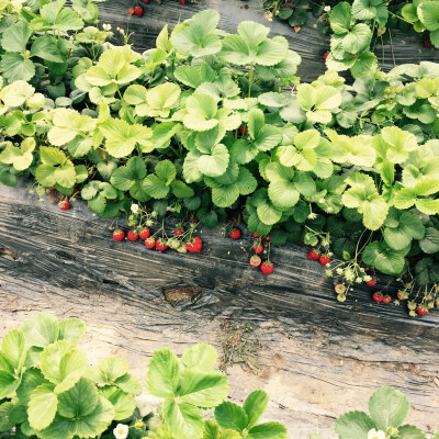 又到了草莓成熟的季节了