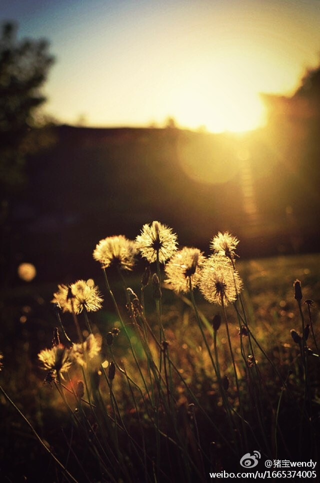 【立于風中的Elsa】潇洒小姐 蒲公英（菊科蒲公英属植物）拉丁学名：Taraxacum mongolicum Hand.-Mazz。菊科，蒲公英属多年生草本植物。别 称：华花郎、蒲公草、食用蒲公英、尿床草、西洋蒲公英、婆婆丁。花语：无法停留的爱，传说。手机壁纸桌面背景 美景场景风景唯美治愈简洁温暖 植物花朵暖色调逆光