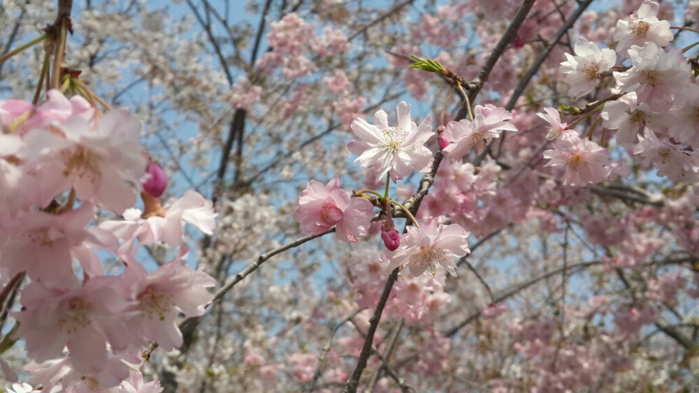 旅顺樱花