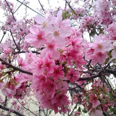 樱花盛开的季节