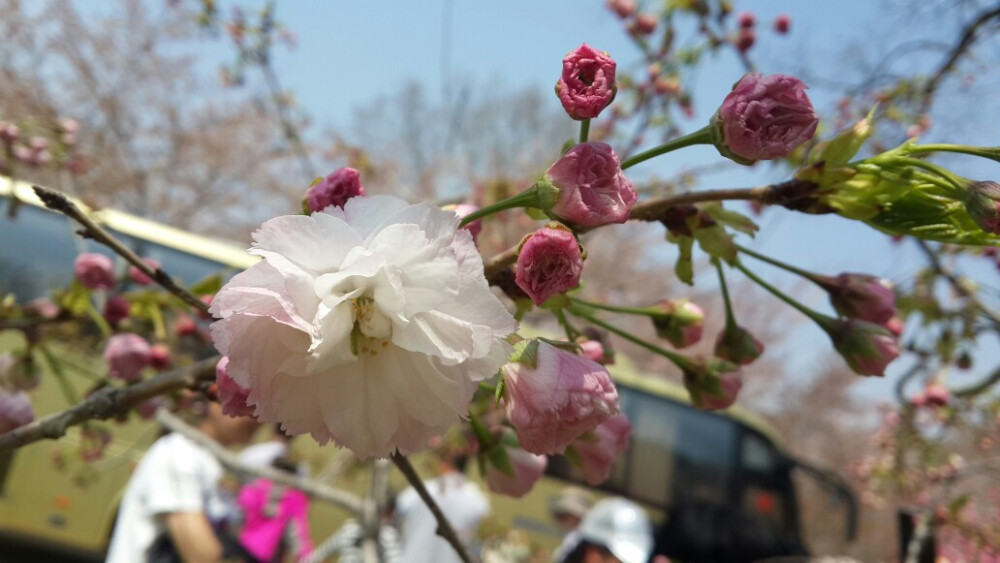 旅顺樱花