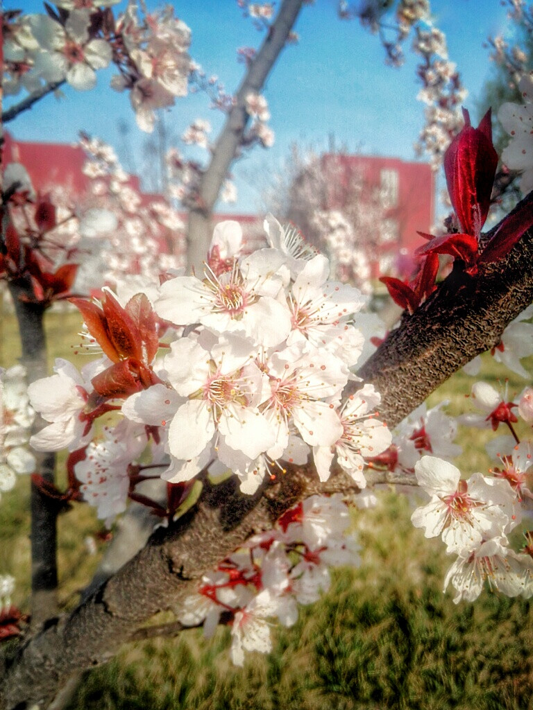 樱花季