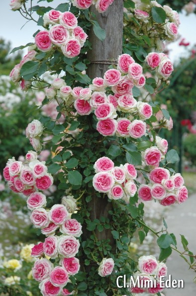 玫瑰 月季 蔷薇 开在我窗前门外院子里