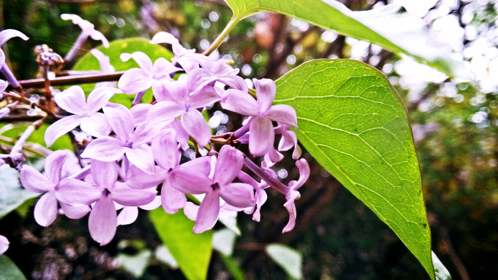 丁香花