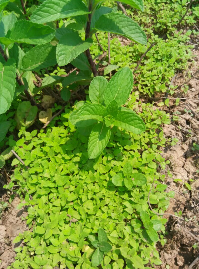 清凉的薄荷送你们，愿清凉一夏