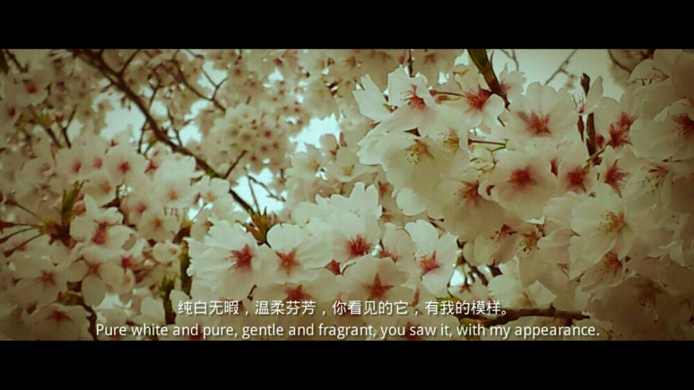 你拍的樱花