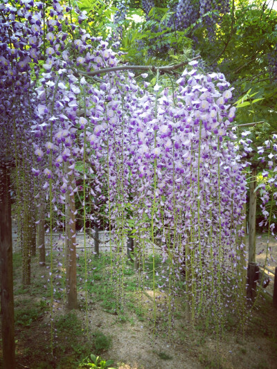 紫藤 日本 奈良 春日大社 万叶植物园 藤园