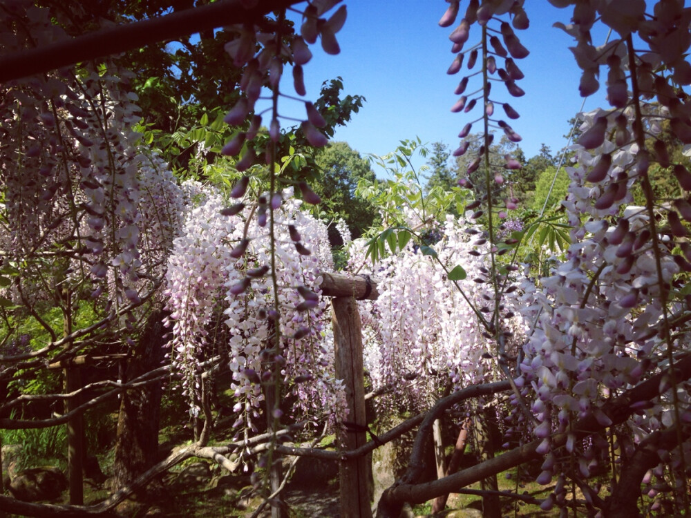 日本 奈良 春日大社 万叶植物园 藤园