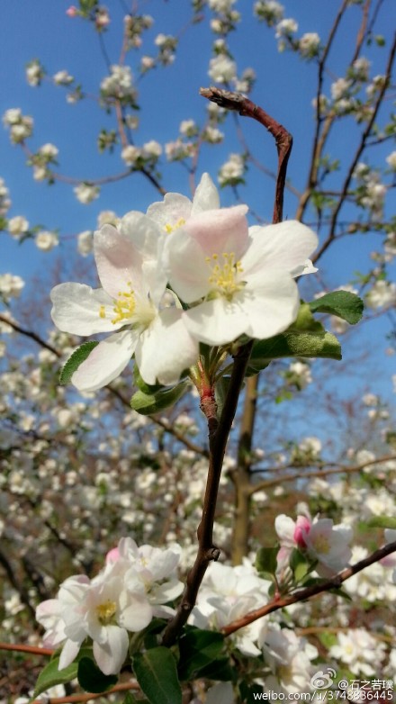 【石之若璞-花事-春日觅花影】美国海棠“火焰”~拉丁学名：Malus micromalus cv. &amp;quot;American&amp;quot;~英文名称：American Begonia~蔷薇科-苹果亚科-苹果属~