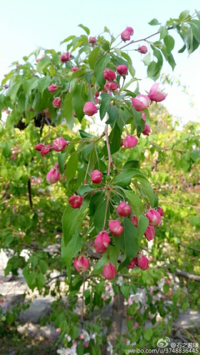 【石之若璞-花事-春日觅花影】美国海棠“红玉”~拉丁学名：Malus micromalus cv. &amp;quot;American&amp;quot;~英文名称：American Begonia~蔷薇科-苹果亚科-苹果属~