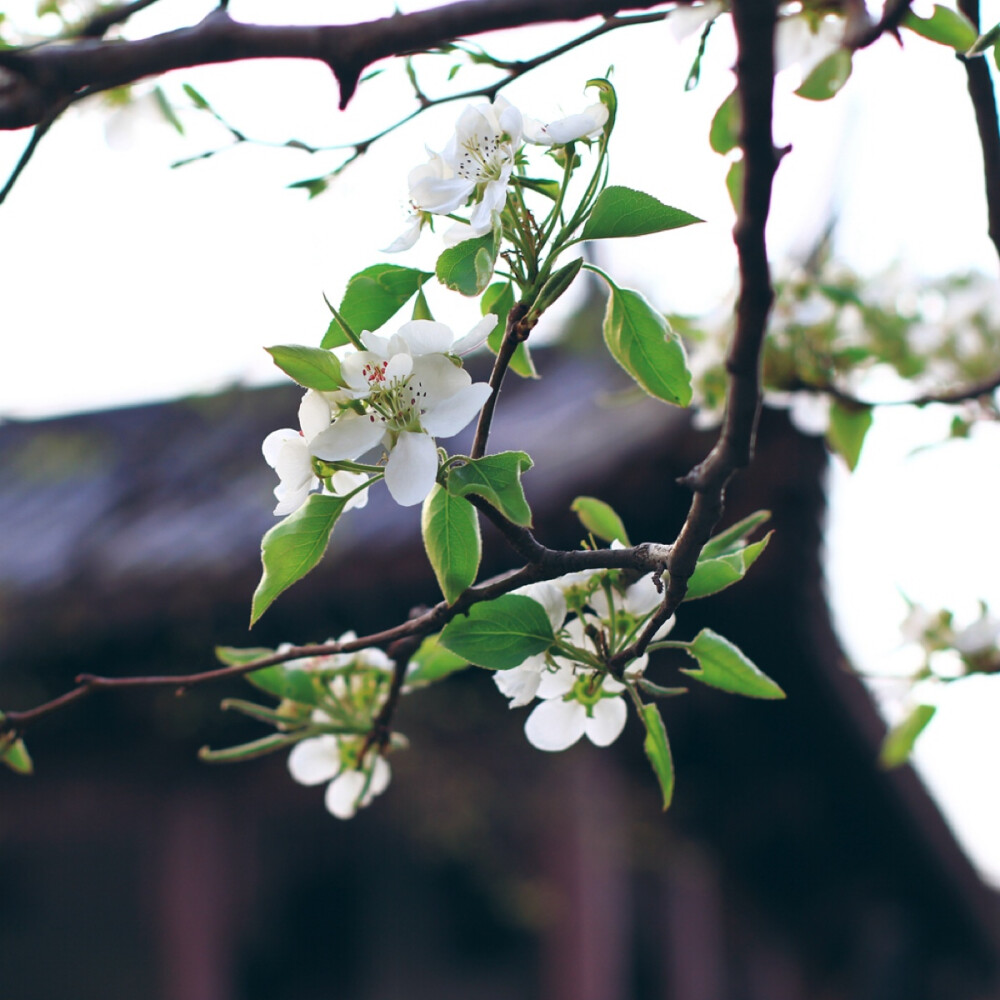 庭院之花。Photo by 杨影