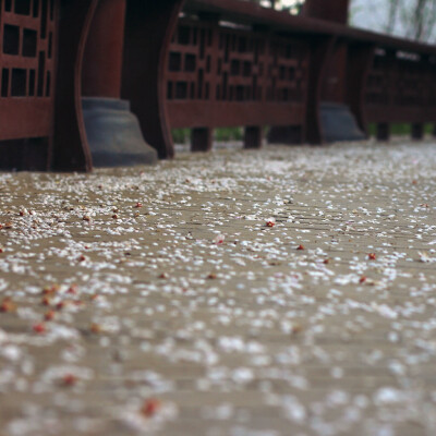 庭院之花，风起花落满回廊。Photo by 杨影