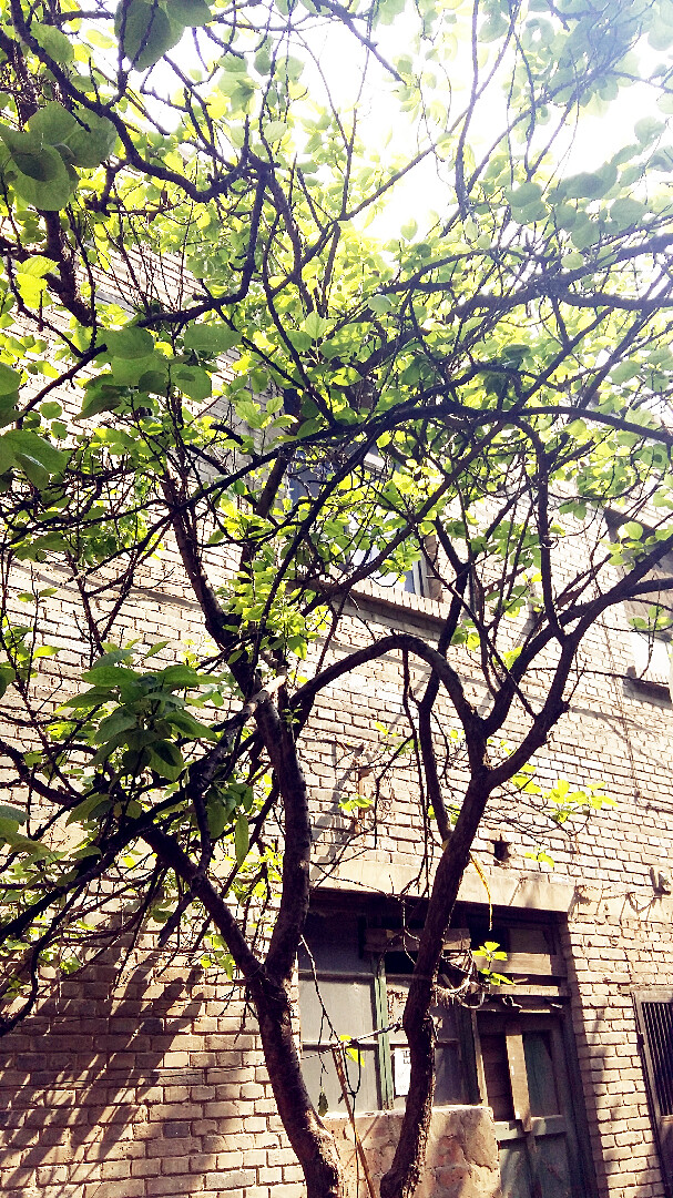 阳光，绿色，旧房子