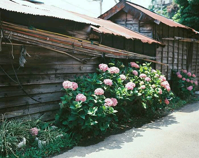 日本 旅行