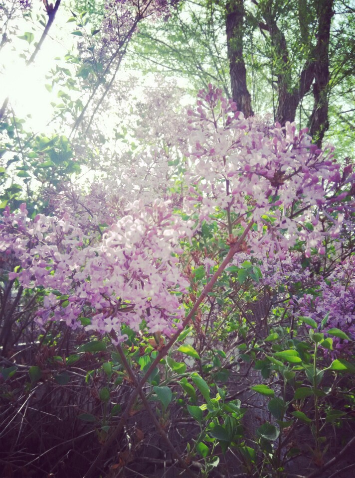 丁香花