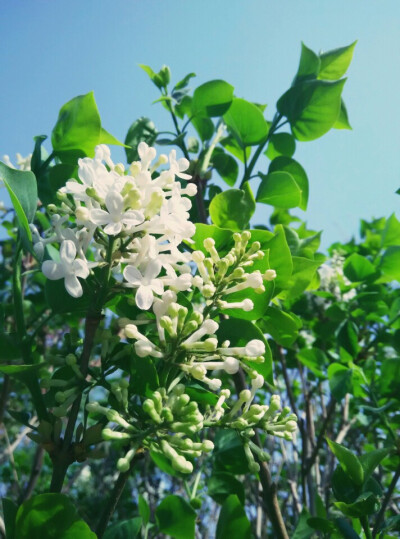  丁香花 壁紙