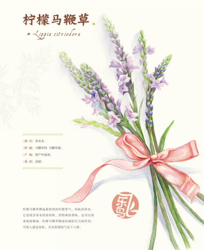 这么温柔的马鞭草，对僵尸也没啥用吧？ ——《香草绘》
